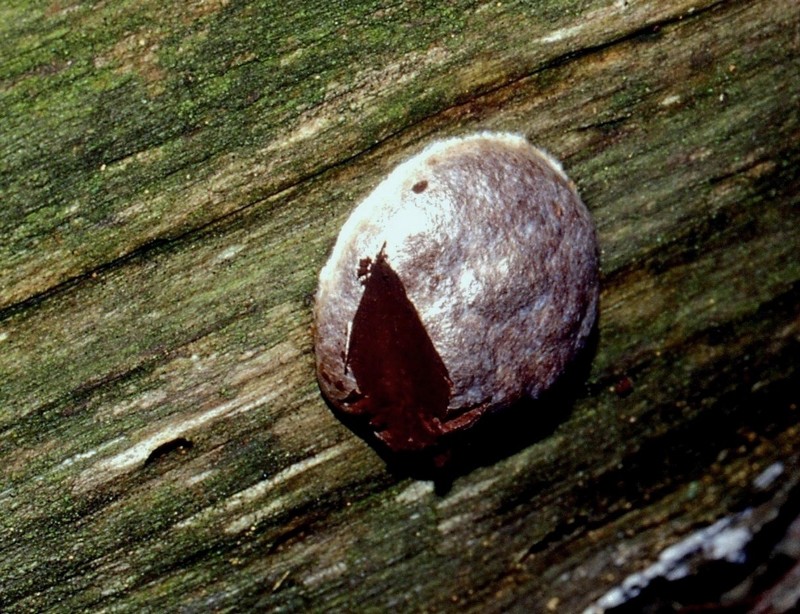 Quiz: � un liceale anche se non ha mai frequentato.